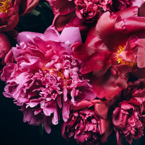 Piwonie i róże - obrazy podświetlane Elegance, Elegance Slim, Canvas | Natura - Led's Design