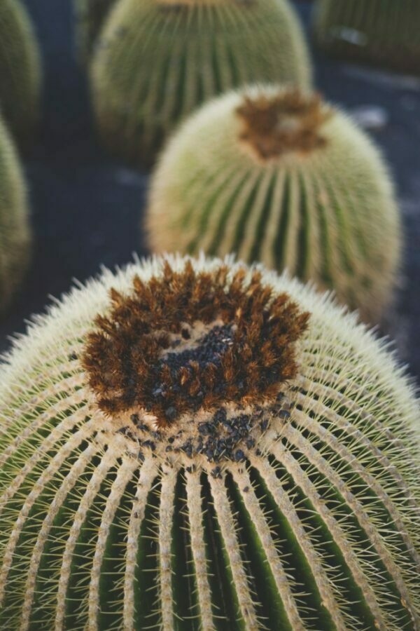 Obraz podświetlany "Kaktusy" | Rośliny | Elegance, Elegance Slim, Canvas - LED'S Design