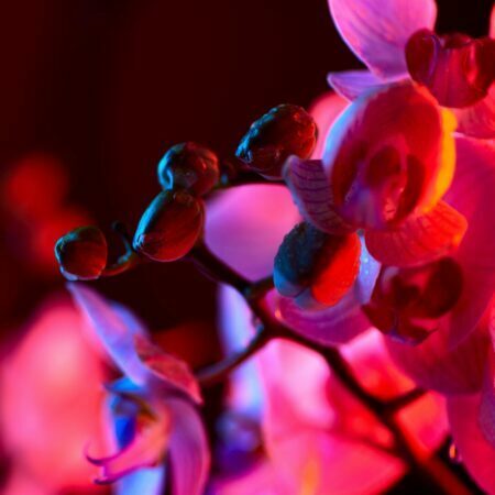 Neonowe orchidee - obrazy podświetlane Elegance, Elegance Slim, Canvas | Neony - Led's Design