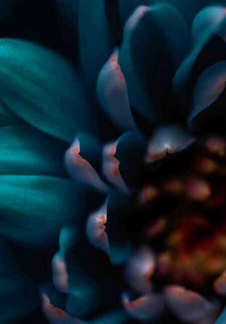 Obraz podświetlany "Blue flower" | Makro - LED'S Design