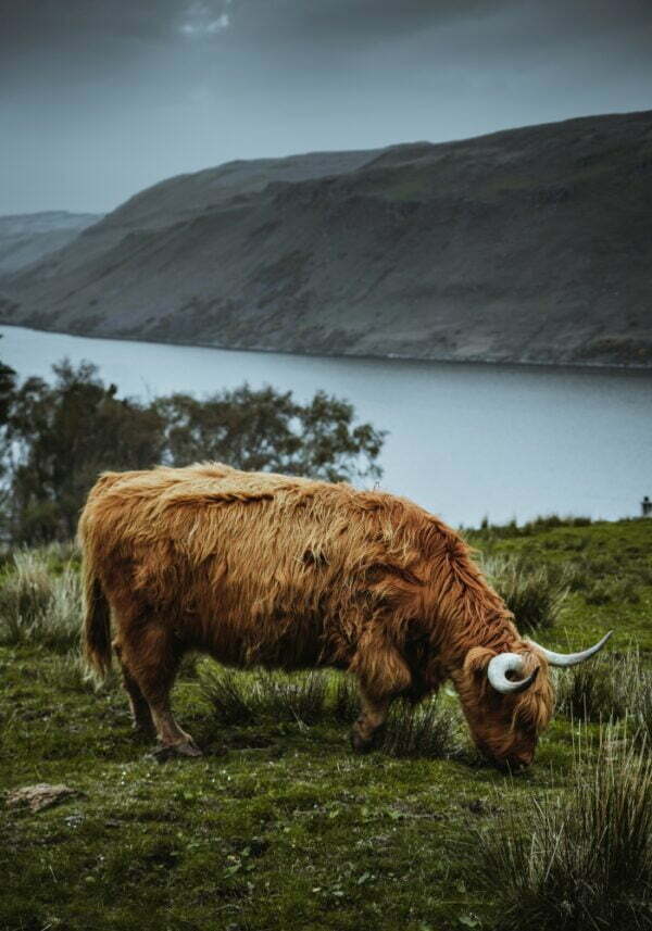 Obraz podświetlany "Highland cow" | Krajobrazy - LED'S Design