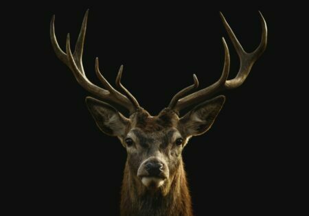 Obraz podświetlany "Black deer" | Zwierzęta - LED'S Design