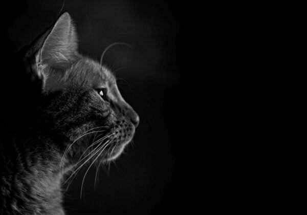 Obraz podświetlany "Kocia elegancja" | Zwierzęta - LED'S Design