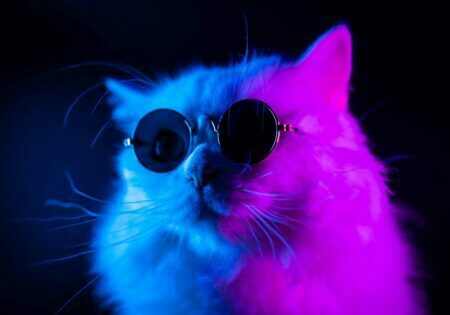 Obraz podświetlany ""Neonowy kot" | Neony - LED'S Design