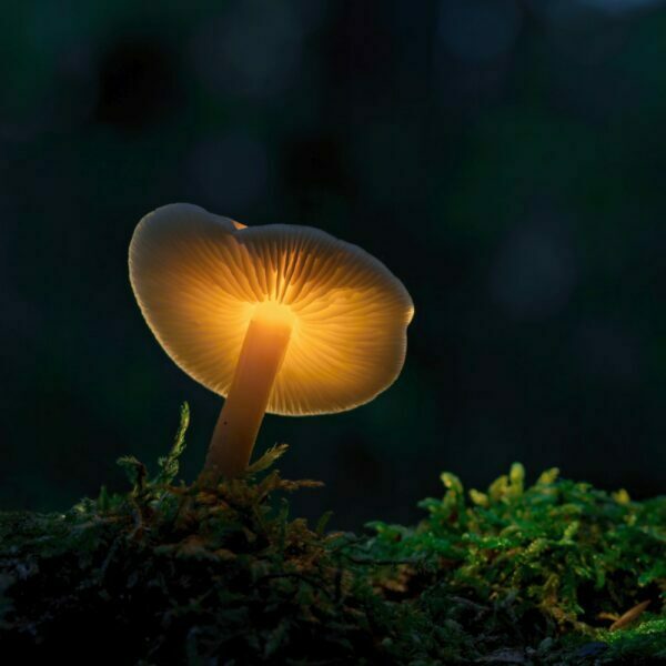 Obraz podświetlany "Fungus" | Fantasy - LED'S Design